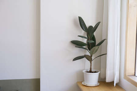 Ficus elastica in the foom interiorの写真素材