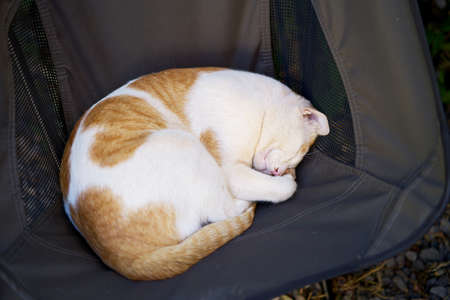 cat sleeping on the chair.の写真素材