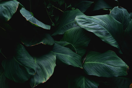 dark green leaf texture backgroundの写真素材