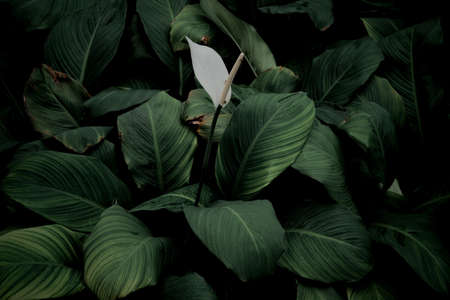 dark green leaf texture backgroundの写真素材