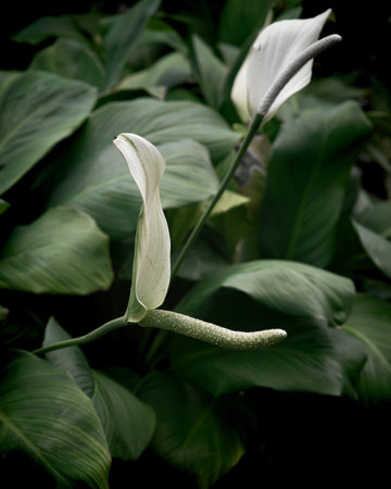 dark green leaf texture background
