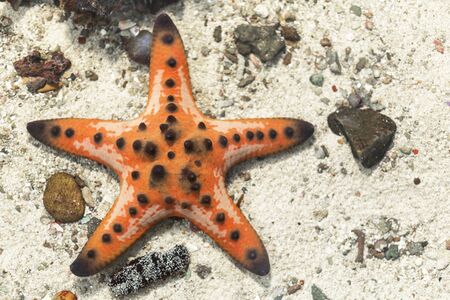 starfish in water sea with sand and little rock background. with copy space for text or design.の写真素材