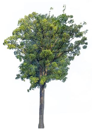 Big of tree isolated on white background. Alstonia scholaris tree isolated on white background.の写真素材