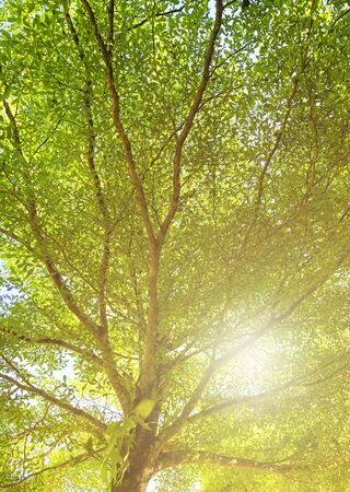 Green leaves of Terminalia ivorensis tree shot form under to top with skyの写真素材
