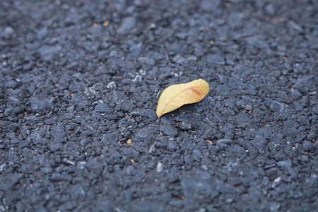Close up and soft focus dried leaves on the road, Close up detail of dry leaves with copy space...