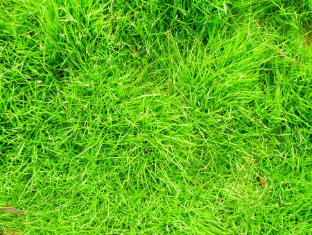 Green grass texture background Top view of bright grass. Background of a green grass. Green grass texture Green grass texture from a fieldの写真素材