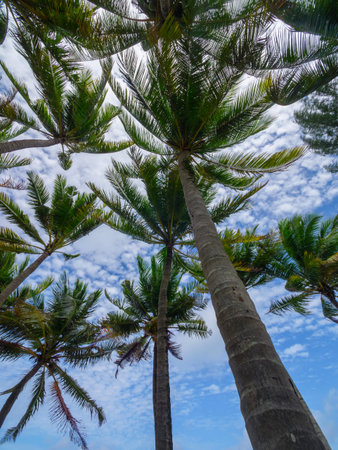 Coconut palm trees and tropical sea. Summer vacation and tropical beach concept. Coconut palm grows...