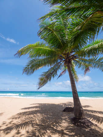 Coconut palm trees and tropical sea. Summer vacation and tropical beach concept. Coconut palm grows on white sand beach. Alone coconut palm tree in front of freedom beach Phuket, Thailand.の写真素材
