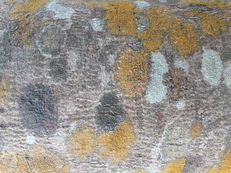 Texture of the old brown bark