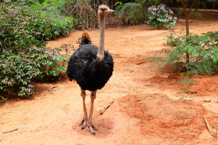 Ostrich eggs and the animals ran faster.