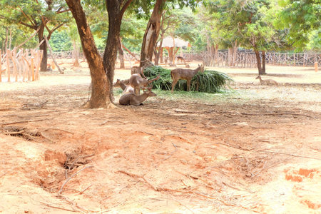 A herd of deer in the woodsの写真素材