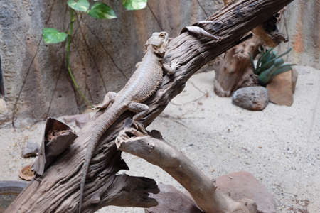 Lacertilia  saw animals crawling and hard skin.の写真素材