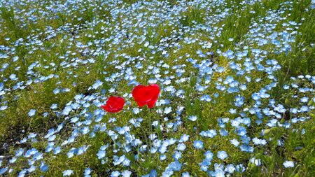 Nemophila and red flowersの写真素材