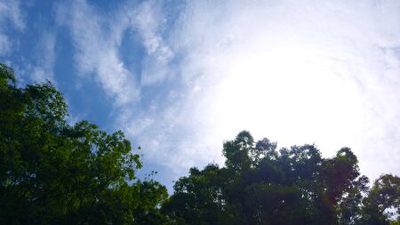 Trees and blue skyの写真素材