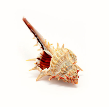 Beautiful seashell isolated on white