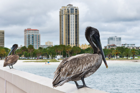 Pelicanの写真素材