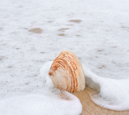 Seashell in ocean wavesの写真素材
