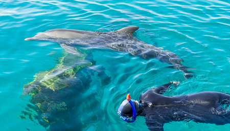 Person snorkeling with dolphins at tropical resortの写真素材