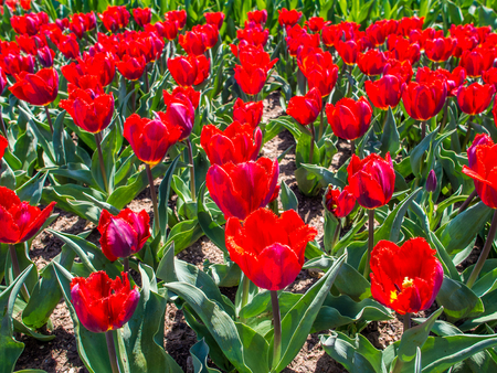 Stock photo of tulips in the peak of the bloomの写真素材