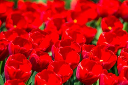 Stock photo of tulips in the peak of the bloomの写真素材