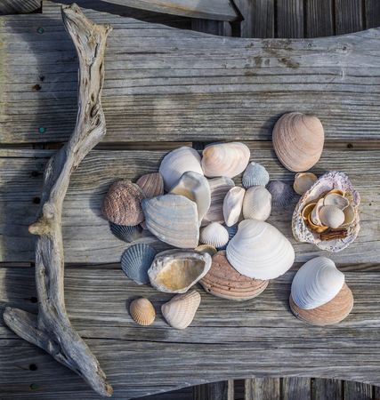 Collection of seashels on the wood tableの写真素材