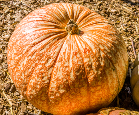 Holiday stock photo of ornage pumpkinsの写真素材