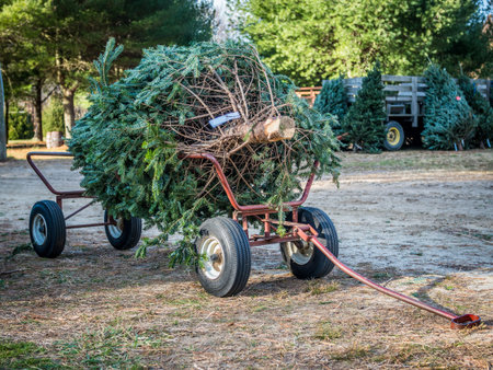Christmas tree on the cart ready for pickup
