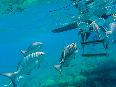 Underwater photo made during snorkeling from a boat a coral reefの写真素材
