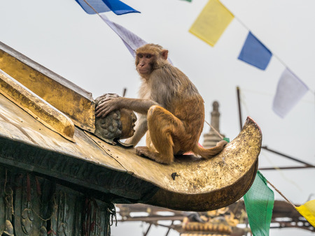 Monkey on the architecture element of buddhist temple Swayambhunath in Nepalの写真素材