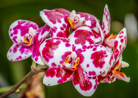 Close-up photo of orchids in a botanical gardenの写真素材