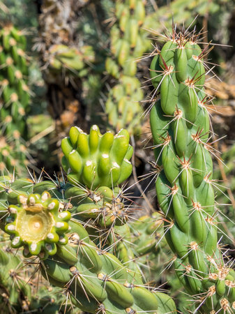 Close-up picture of cacti in the desert