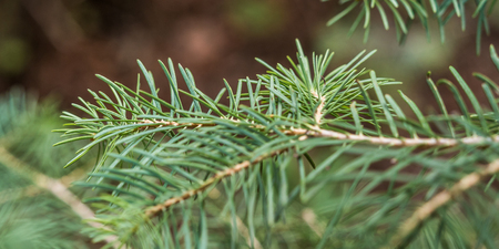 Stock photo of fir branchの写真素材