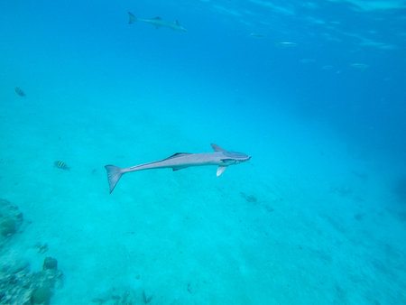 Remora or suckerfish in the shallow waters of the coral reefの写真素材