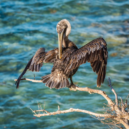 Pelican sits on the tree branch and cleans his feathersの写真素材