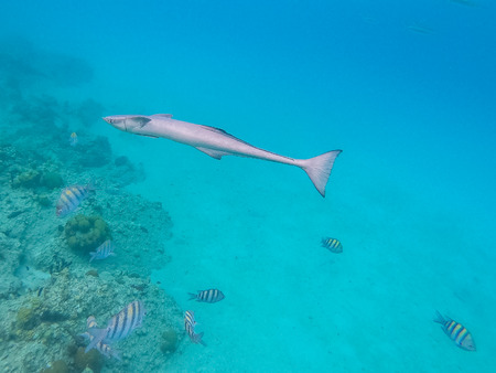 Remora or suckerfish in the shallow waters of the coral reefの写真素材