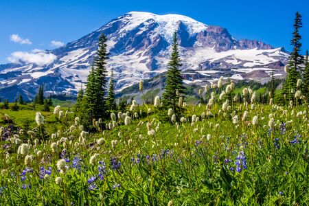 Wildflowers at Mount Rainier National Parkの写真素材