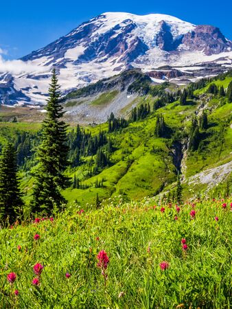 Wildflowers at Mount Rainier National Parkの写真素材