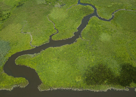 Aerial photo of small river covered with water plants