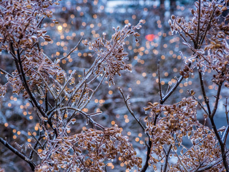 Frozen tree branch after the icy rainの写真素材