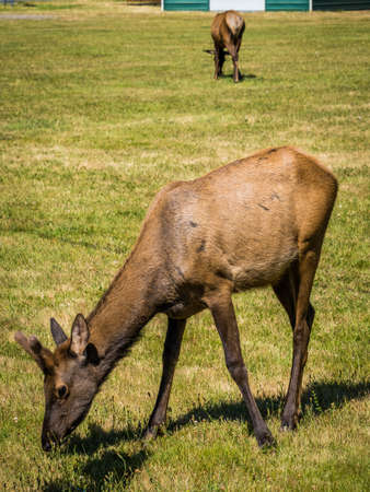 Herd of Roosevelt Elks grazing on a field in a small village in the Cascade mountainsの写真素材
