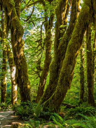 Hoh Rainforest at Peninsula in Washingtonの写真素材