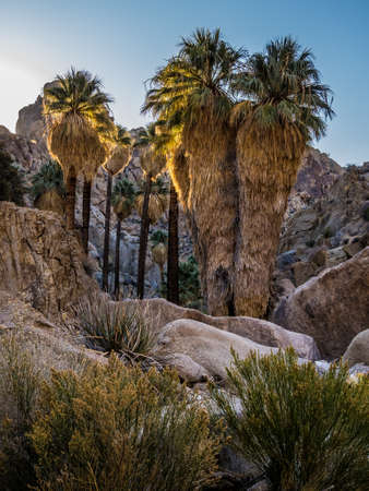 Plants of Lost Palms Oasis in Joshua Tree National Parkの写真素材