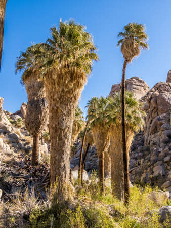 Plants of Lost Palms Oasis in Joshua Tree National Parkの写真素材