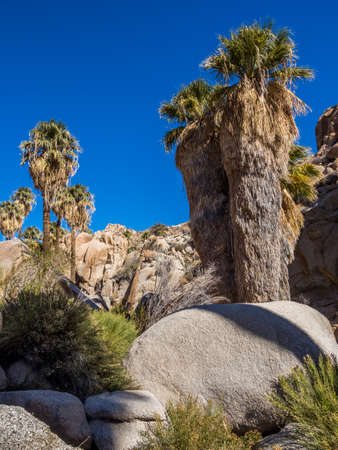Plants of Lost Palms Oasis in Joshua Tree National Parkの写真素材