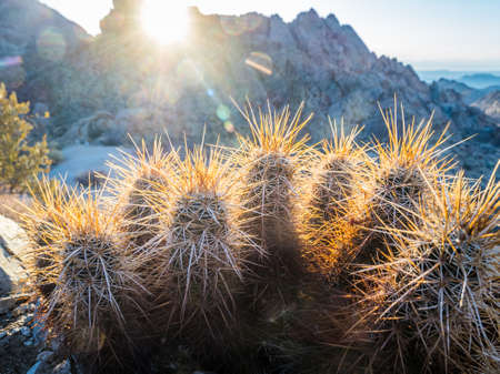 Cacti in Joshua Tree National Park in counter sunrise lightの写真素材