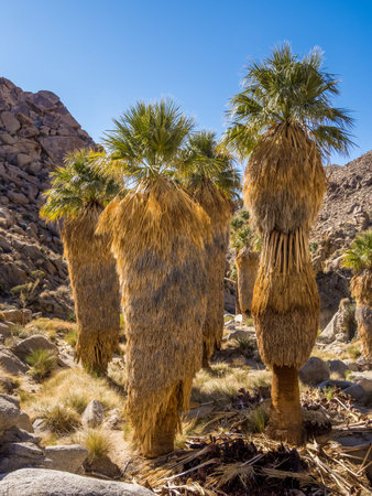 Plants of Lost Palms Oasis in Joshua Tree National Parkの写真素材
