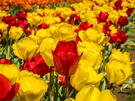 Tulip blossom bloom at the farmの写真素材