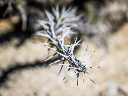 Close-up photo of thorns on the branch of the plant in California desert
