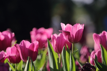 Group purple tulips against the sky. Spring landscape.の写真素材