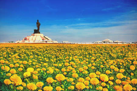 Buddha statue and yellow flowersの素材